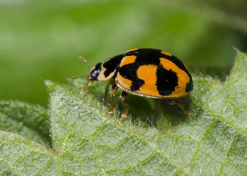 Coccinellidae: Propylea quatuordecimpunctata